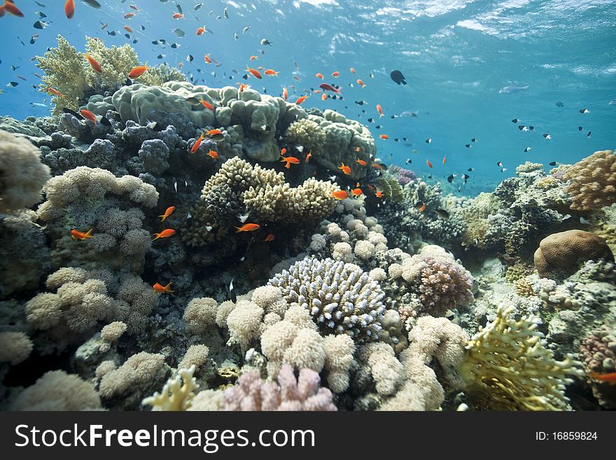 Coral and fish in the Red Sea.