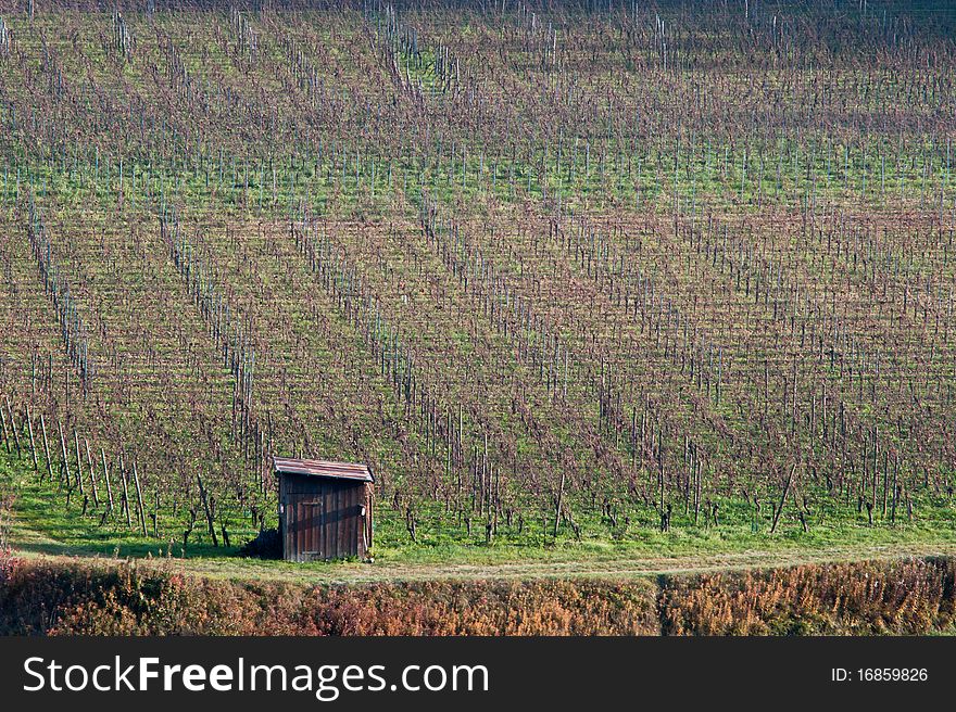 Row in a vineyard after harvesting. Row in a vineyard after harvesting