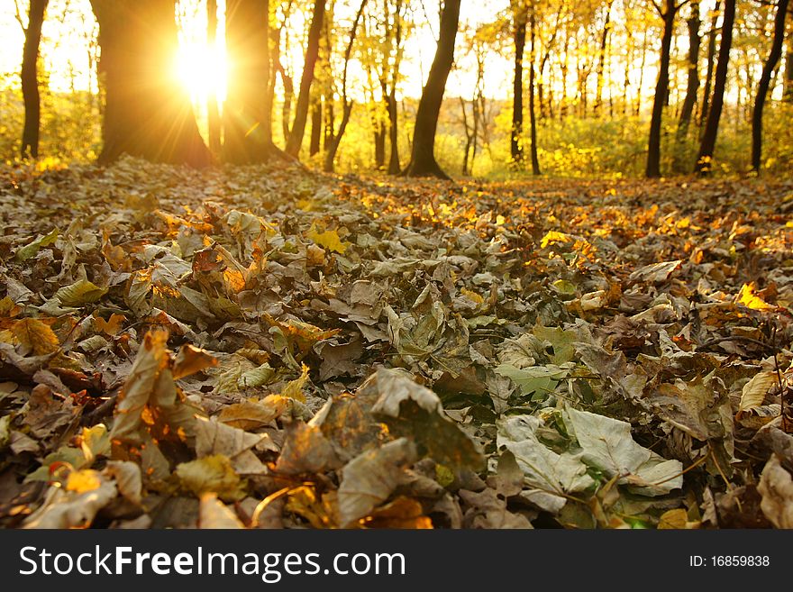 Sun rays in autumn forest