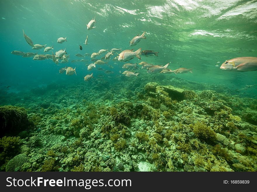 Coral and fish in the Red Sea.