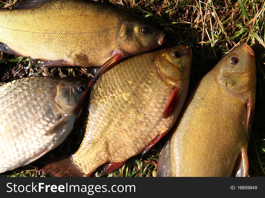 Two Tenches, Doctor Fishes and two Crucian Carps on the grass