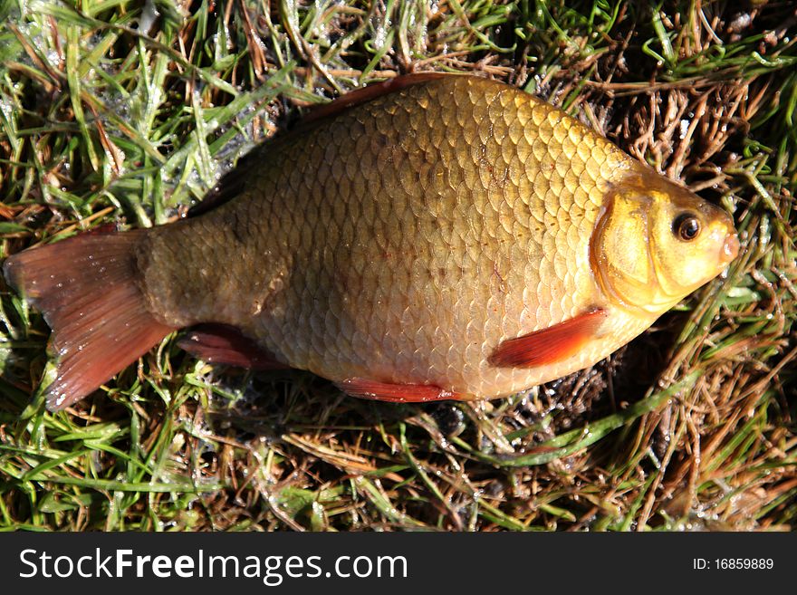 Crucian Carp  on the grass. Crucian Carp  on the grass