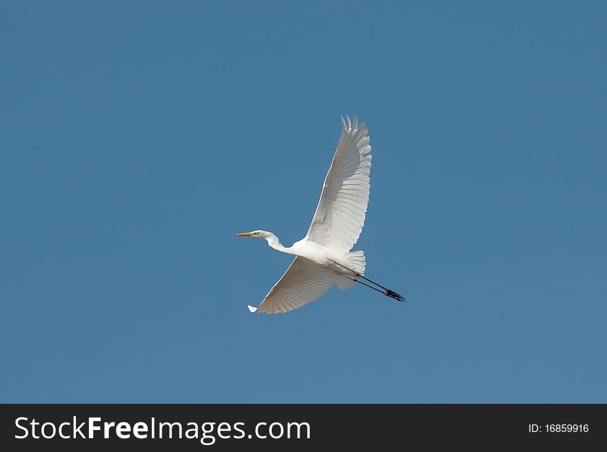 Great Egret in flight against the blue sky. Great Egret in flight against the blue sky