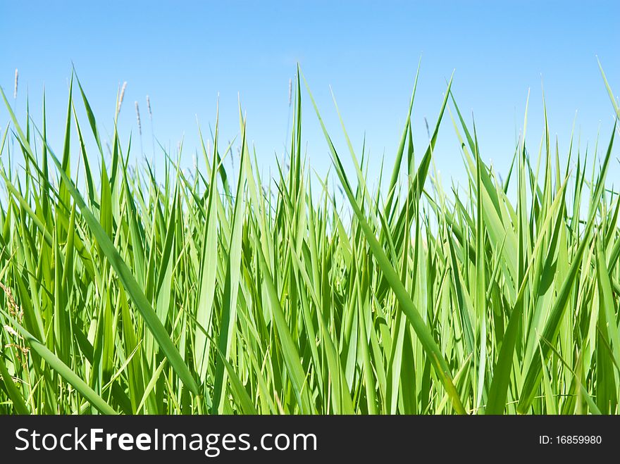 Green growing sedge under the summer sky. Green growing sedge under the summer sky