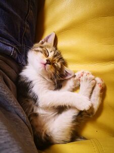 A Little Cat Sleeping Royalty Free Stock Images