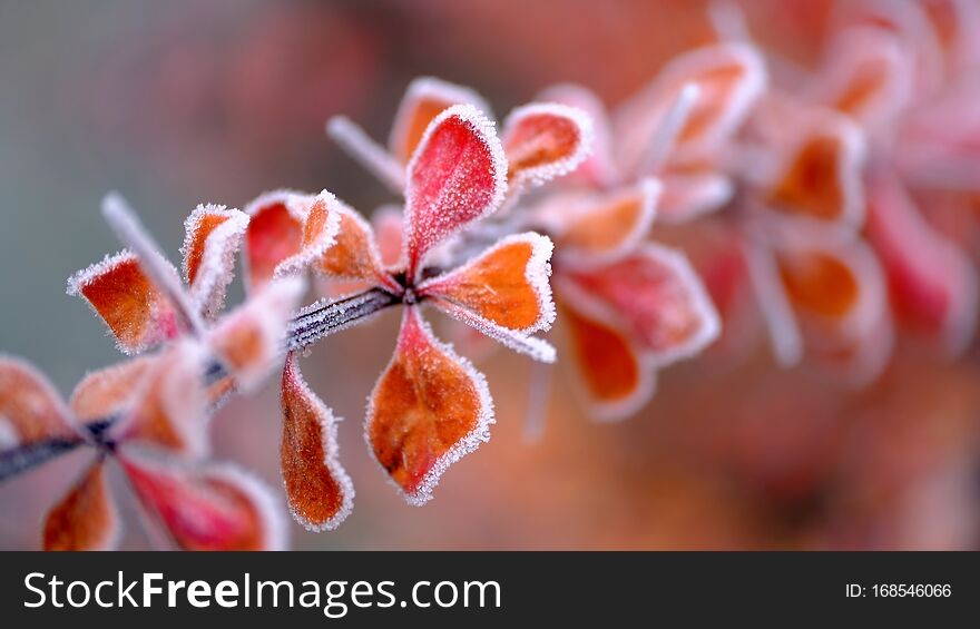 Hoarfrost On Tree Branches In A City Park.