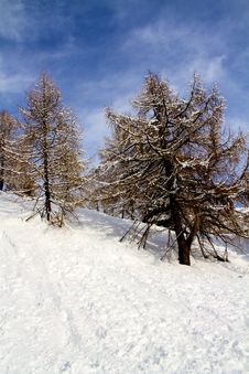 Forest With Snow Stock Image Forest With Snow Stock Image