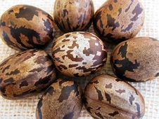 Rubber Seeds Royalty Free Stock Photo Rubber Seeds Royalty Free Stock Photo