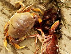 Dungeness Crab Royalty Free Stock Images Dungeness Crab Royalty Free Stock Images