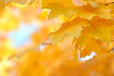 Yellow Autumn Leaves Royalty Free Stock Photos Yellow Autumn Leaves Royalty Free Stock Photos