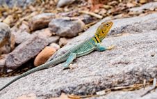 Collared Lizard Stock Images Collared Lizard Stock Images