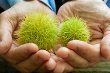 Chestnut Royalty Free Stock Image Chestnut Royalty Free Stock Image