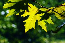 Autumn, Maple Leaves Royalty Free Stock Photos Autumn, Maple Leaves Royalty Free Stock Photos