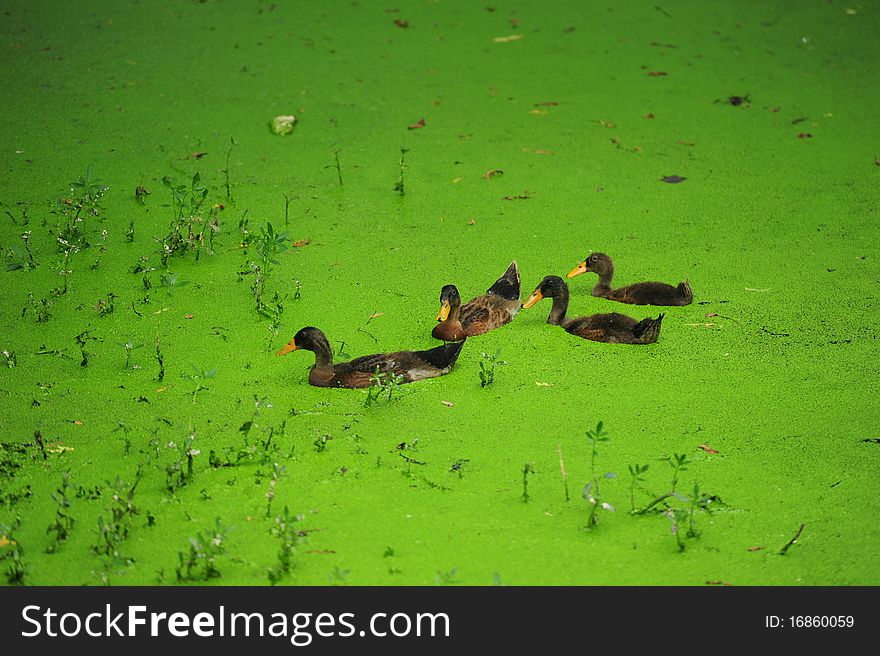 The duckling in green morass. The duckling in green morass