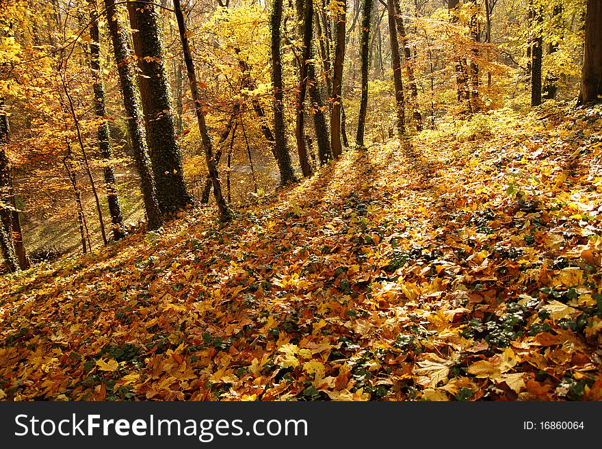 Last days of autumn in park