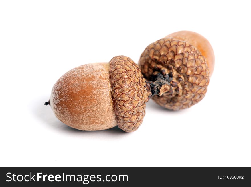 Two acorns on a white background. Two acorns on a white background