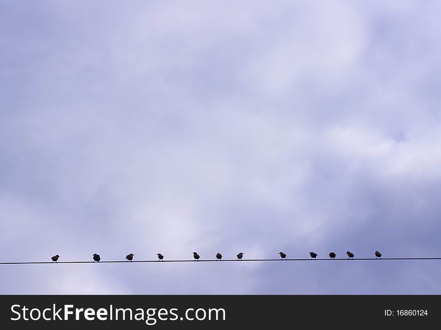 Birds sitting on a wire