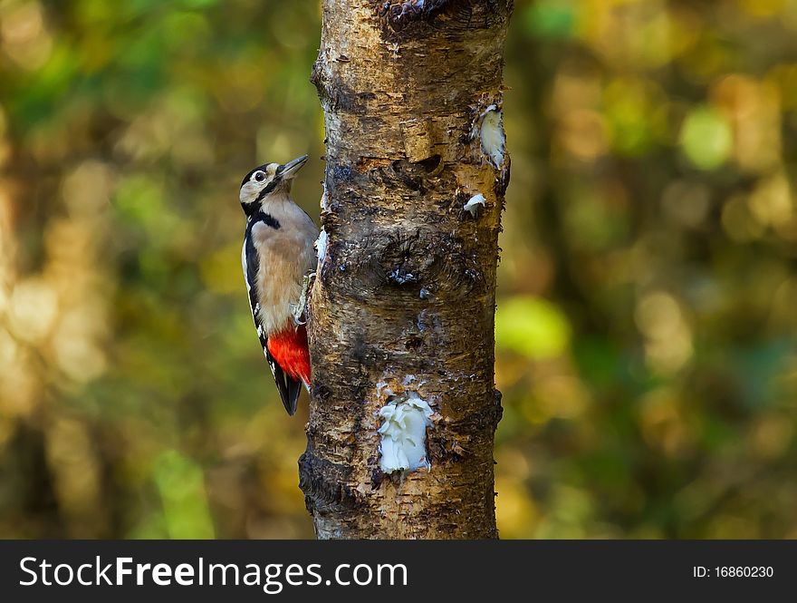 Woodpecker On Tree Bark