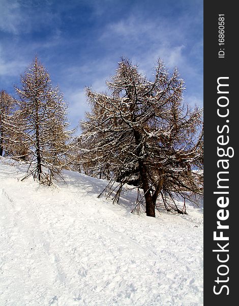 Forest with snow and blue sky