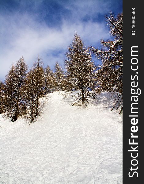 Forest with snow and blue sky