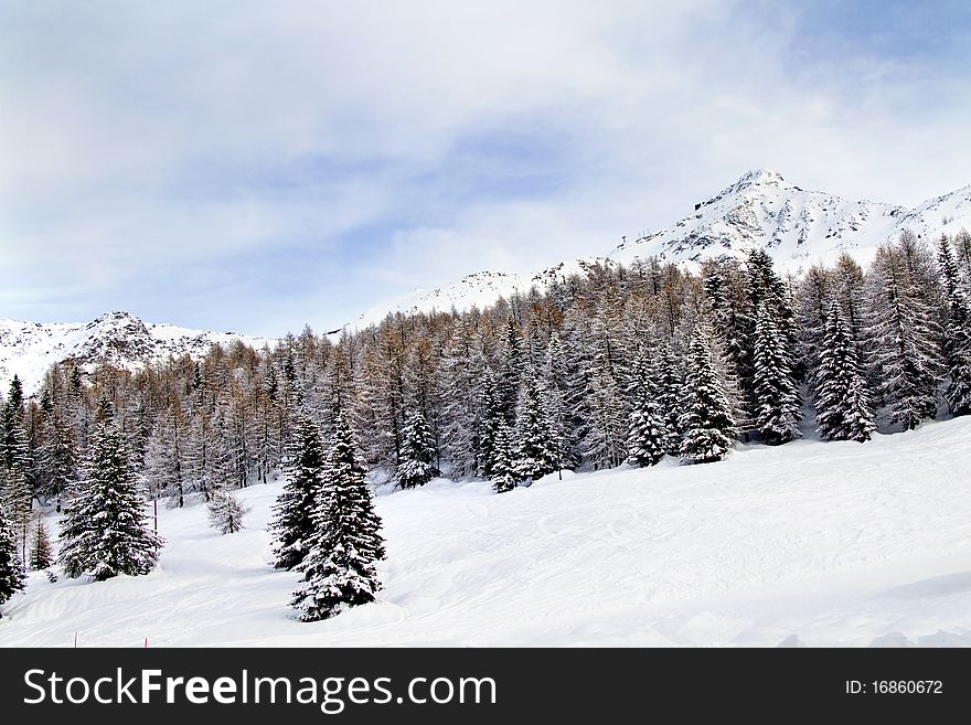 Forest with snow and blue sky