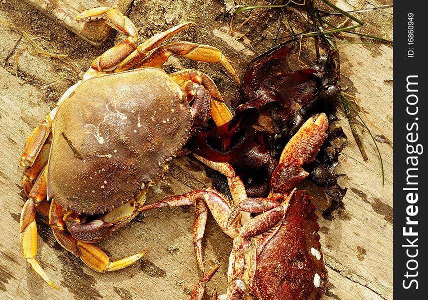 Close up image of dungeness crab