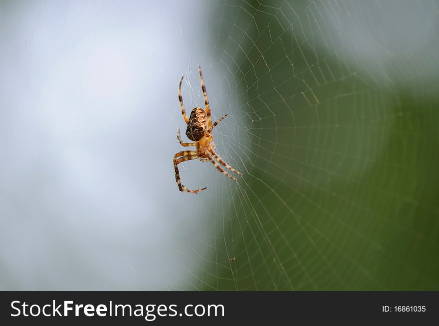 Spider in the center of itï¿½s web. Spider in the center of itï¿½s web