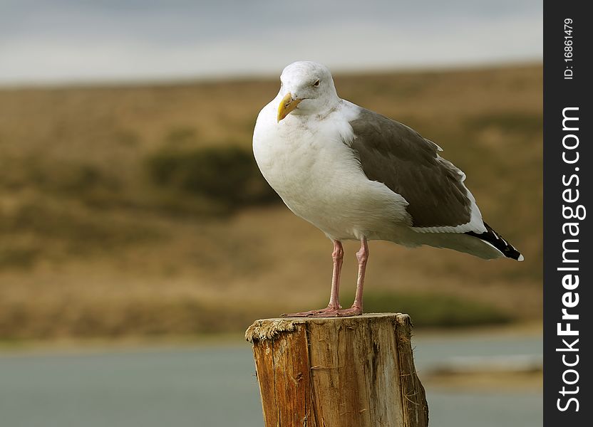 Close up image of seagull at beach