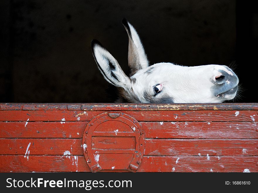 This is a very happy smiling donkey!. This is a very happy smiling donkey!