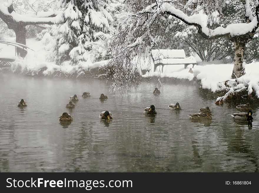 The Winter at the Margaret island.Budapest. Ducks in the lake.