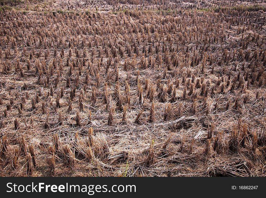 Rice fields after harvest