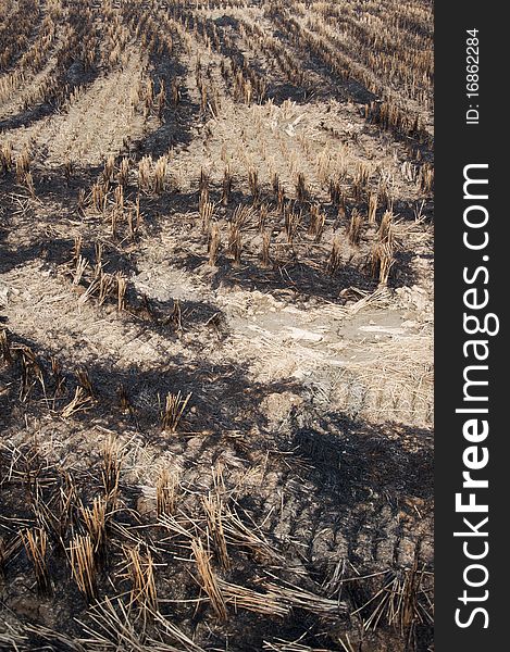 Burning of rice fields after harves,paddy