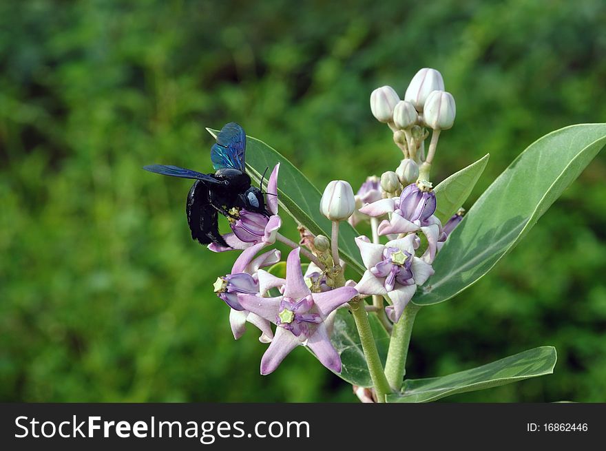 A bumble bee savoring honey from a flower