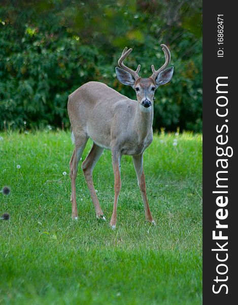 Adult male whitetail deer peering curiously at the camera. Adult male whitetail deer peering curiously at the camera