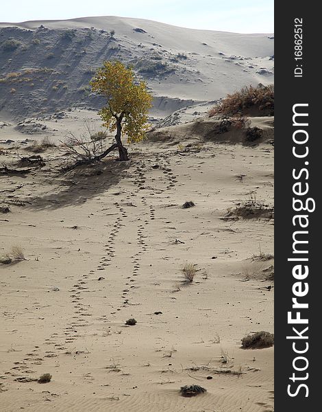 Two line of footprints on the desert. A tough tree live in the sand. Two line of footprints on the desert. A tough tree live in the sand.