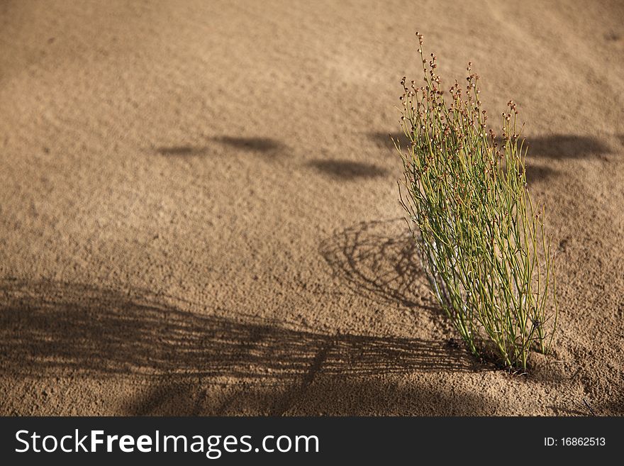 A green plant in the desert. It's seem very frailness but brawniness live in the sand. A green plant in the desert. It's seem very frailness but brawniness live in the sand.