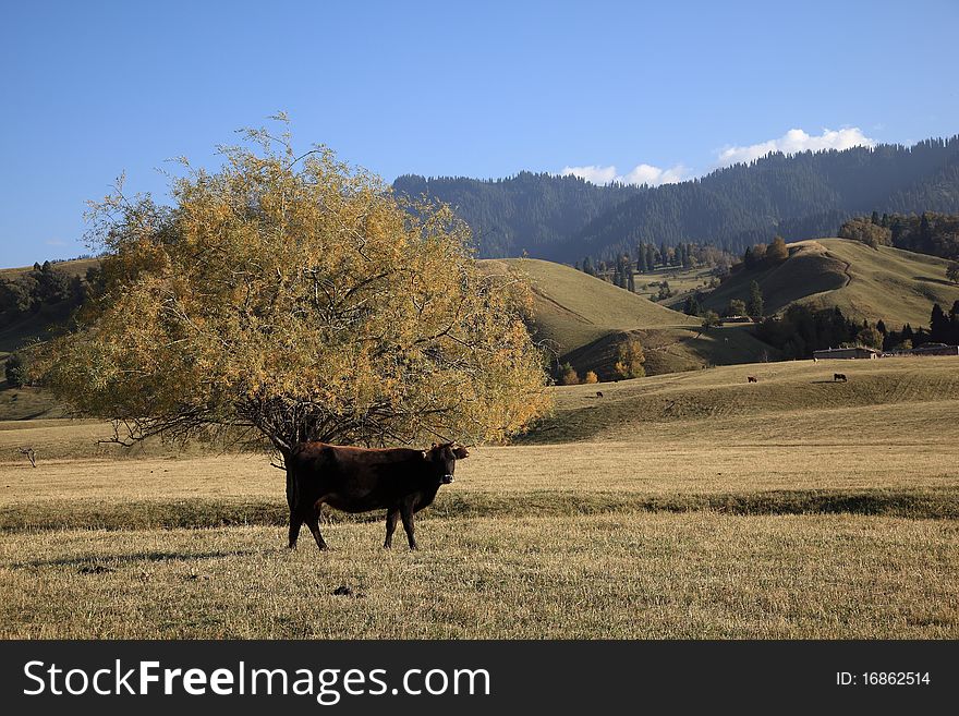 One cattle in meadow, loney tree under the blue sky.