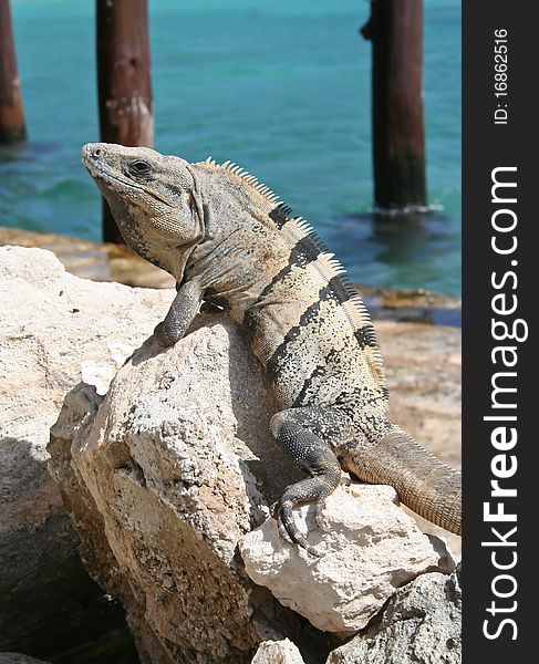 Iguana perched on a rock overlooking blue water. Iguana perched on a rock overlooking blue water