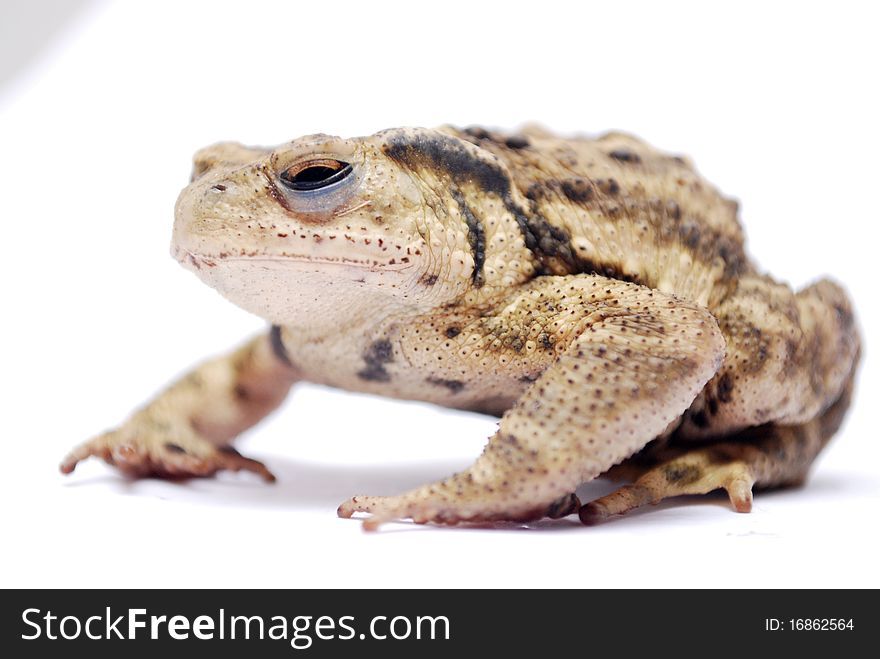A toad on the white background