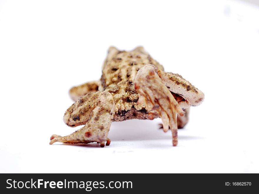 A leaving toad on the white background