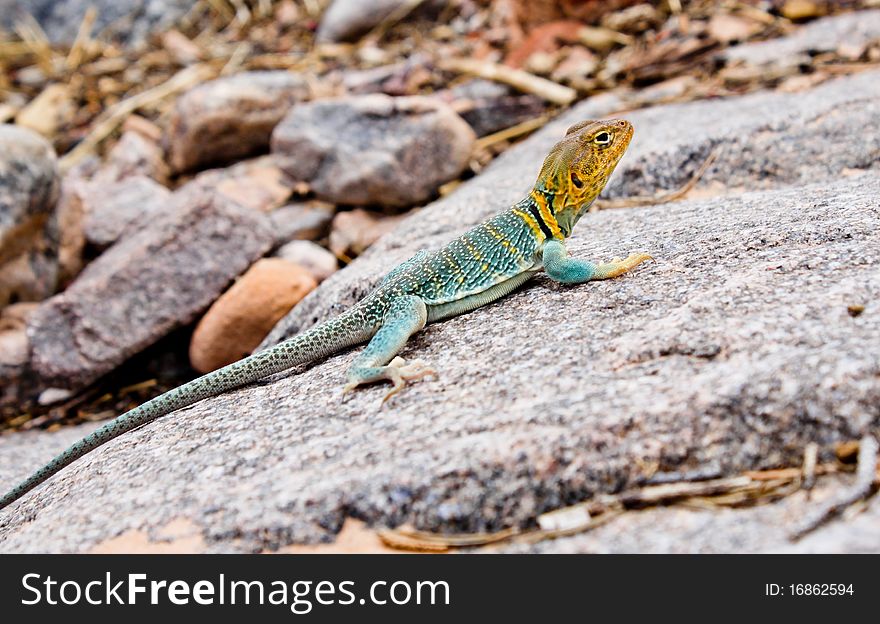 Close up of a collared lizard in the Colorado National Monument.