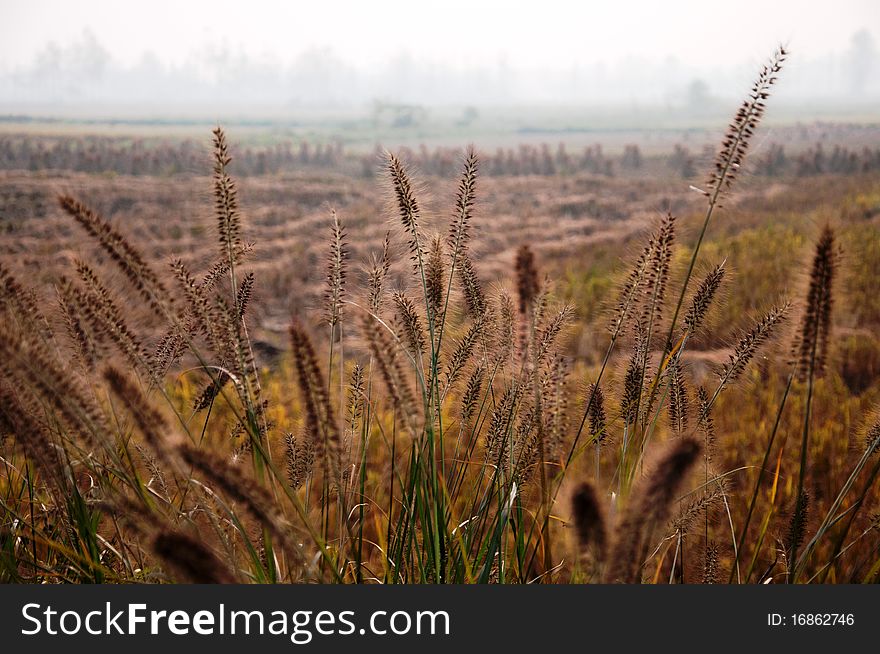 Setaria and rice fields, rural