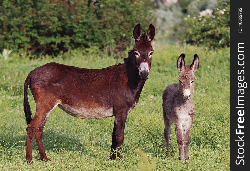 Donkeys, mother and a child