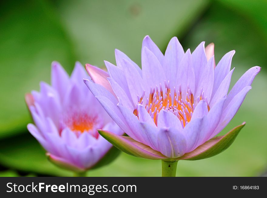 A pair of purple water lotus, present beautiful petal and pistil. A pair of purple water lotus, present beautiful petal and pistil.