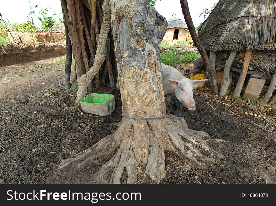 Pig in an African village