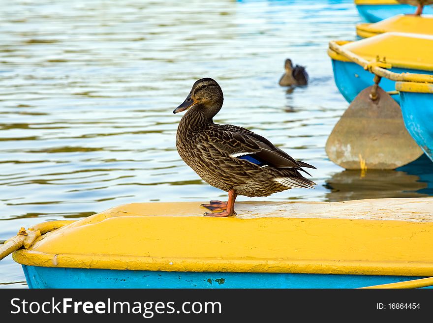 Wild duck who has a rest on a catamaran. Wild duck who has a rest on a catamaran