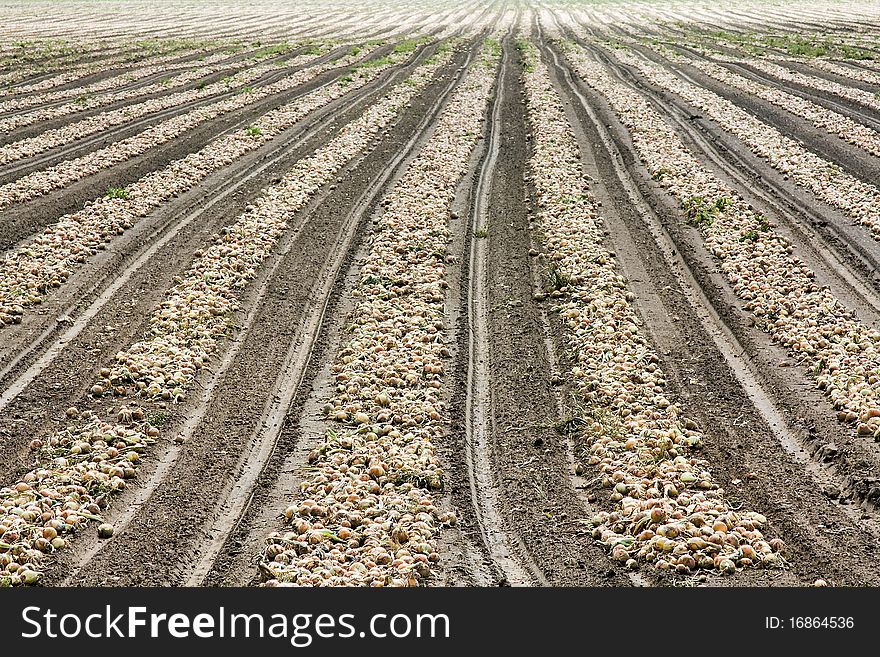 The onions combined in some numbers during harvesting. The onions combined in some numbers during harvesting