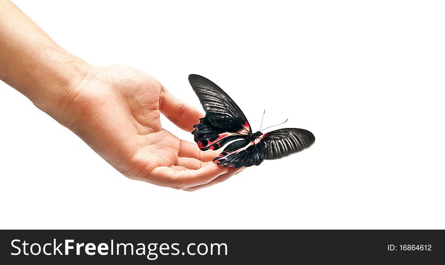 Black and red butterfly on man's hand. In motion. Black and red butterfly on man's hand. In motion