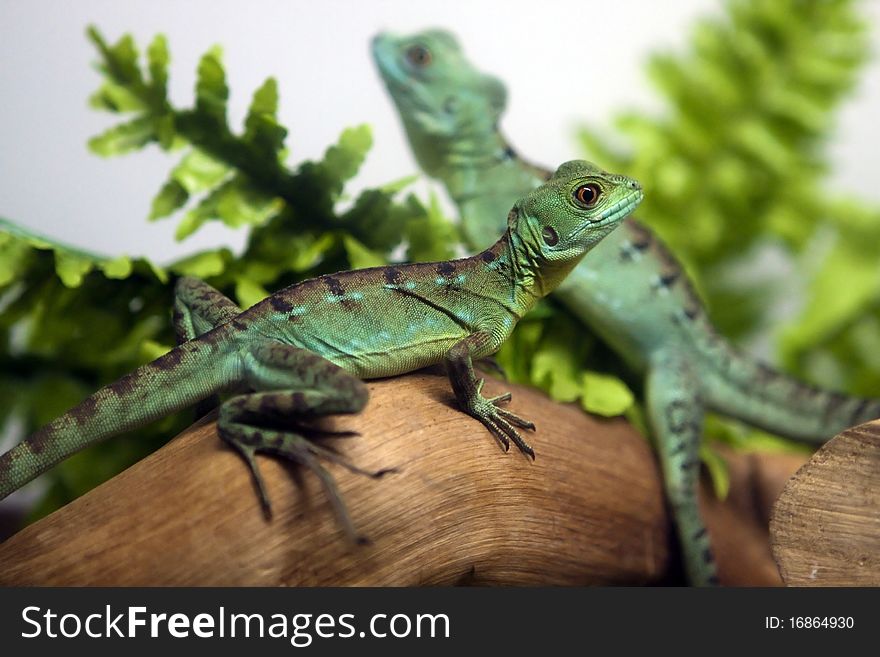 Two Lizards