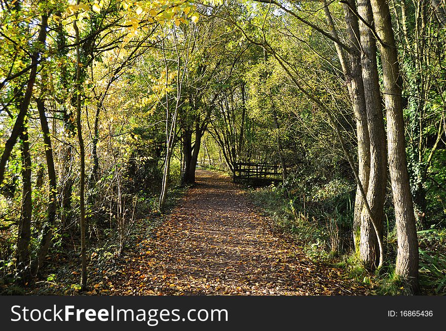 An Autumnal view of an English park. An Autumnal view of an English park